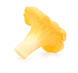 Yellow chanterelle isolated on white background