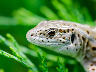 Female Lacerta Agilis Sand Lizard Reptile Animal Macro Close-up Portrait