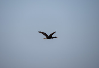 Socotra Cormorant in flight on Hawar Island, Bahrain