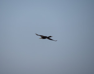 Socotra Cormorant in flight on Hawar Island, Bahrain