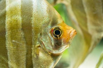 altum angel fish closeup