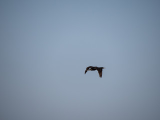Socotra Cormorant in flight on Hawar Island, Bahrain