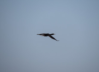 Socotra Cormorant in flight on Hawar Island, Bahrain