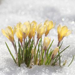 Fototapeta na wymiar Crocuses yellow blossom on a spring sunny day in the open air. Beautiful primroses against a background of brilliant white snow.