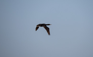 Socotra Cormorant in flight on Hawar Island, Bahrain