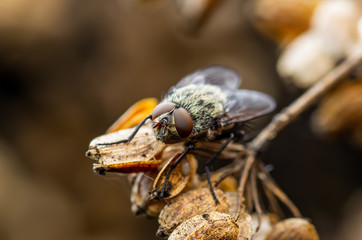 Fly Drosophila Diptera Insect Macro