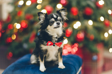 Fototapeta na wymiar funny chihuahua pet dog wearing glasses and bow tie sitting on padded stool on christmas tree with illumination garland holiday