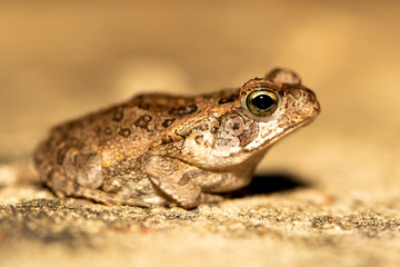 Leptodactylus fuscus in der Seitenansicht