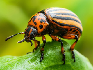Colorado Potato Beetle Parasite Pest Insect on Potato Foliage Nature Macro Close-up
