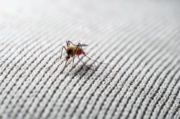 Encephalitis, Yellow Fever, Malaria Disease or Zika Virus Infected Culex Mosquito Parasite Insect on Human Clothing Macro