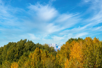 Naklejka premium Poplar forest on the Andarax river