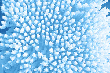 Blue coral texture macro photo. Classic Blue color 2020 concept.