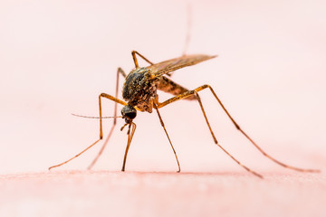 Dangerous Dengue Infected Mosquito Skin Bite. Leishmaniasis, Encephalitis, Yellow Fever, Dengue, Malaria Disease, Mayaro or Zika Virus Infectious Culex Mosquito Parasite Insect Macro.