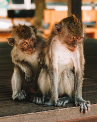 Deux petits singes dans la forêt a singe de Bali