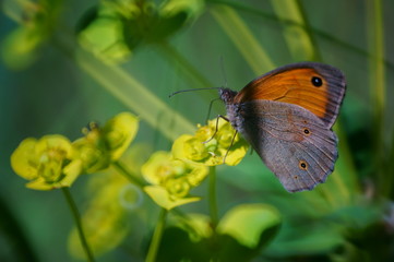 Butterfly in wild flowers. Flower landscape. The magic colors.