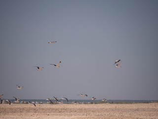 Seagulls on Hawar Islands, Bahrain