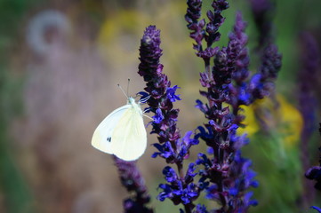 butterfly on flower