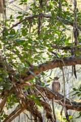 brown fish owl wink eyes perched on big banyan tree at ranthambore national park, rajasthan, india - Bubo zeylonensis