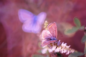 butterfly on flower