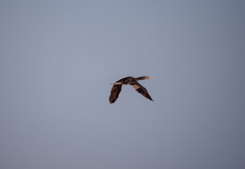 Socotra Cormorants in flight on Hawar Islands, Bahrain