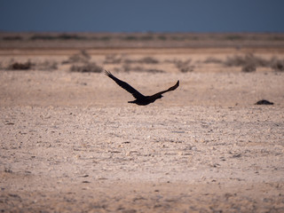Socotra Cormorants in flight on Hawar Islands, Bahrain