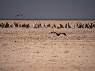 Colony of Socotra Cormorants on Hawar Island, Bahrain