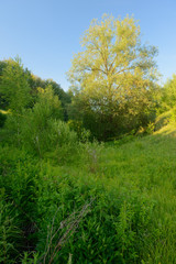 Vertical summer landscape with green plants and trees in a ravine