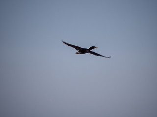 Socotra Cormorants in flight on Hawar Islands, Bahrain