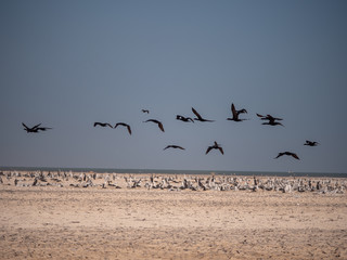 Socotra Cormorants in flight on Hawar Islands, Bahrain