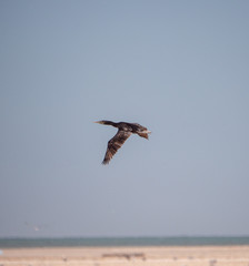 Fototapeta na wymiar Socotra Cormorants in flight on Hawar Islands, Bahrain