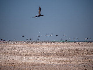 Socotra Cormorants in flight on Hawar Islands, Bahrain