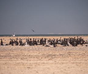 Colony of Socotra Cormorants on Hawar Island, Bahrain