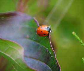 ladybug on green leaf