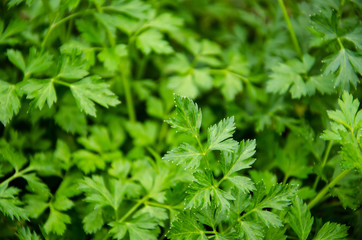 sprigs of green parsley growing right on the bed