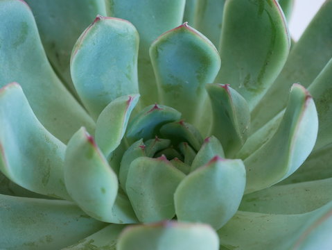 Echeveria plant with jade / green succulent leaves arranged in a rosette pattern