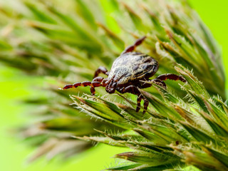 Encephalitis Virus Tick Insect Crawling on Green Grass. Lyme Borreliosis Disease Infectious...