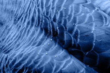 Close-up of feathers. Fashion background in blue color.
