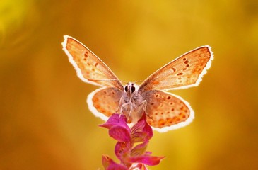 butterfly on flower