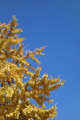 Fototapeta na wymiar Autumn Crown of Gold: Three Ancient Japanese Ginkgo Tree