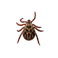 Lyme Disease Infected Tick Arachnid Isolated on White. Encephalitis Virus or Borreliosis Infectious Dermacentor Parasite Macro.