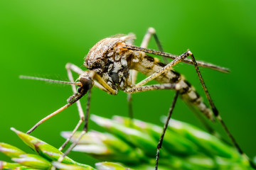 Dangerous Malaria Infected Mosquito Bite on Green Background. Leishmaniasis, Encephalitis, Yellow Fever, Dengue, Malaria Disease, Mayaro or Zika Virus Infectious Culex Mosquito Parasite Insect Macro.