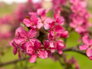 Fototapeta na wymiar pink apple blossoms on a blurred background
