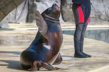 Seal with a trainer during a show in the zoo.
