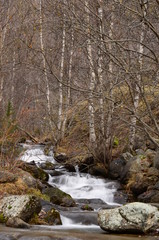 Bosques del Pirineo en oto&ntilde;o