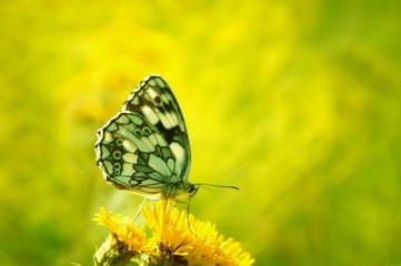 butterfly on flower