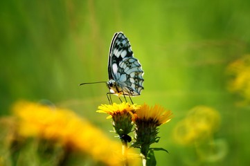 butterfly on flower