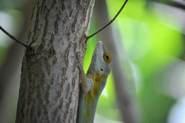 lézard grimpant un arbre