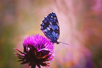 butterfly on flower
