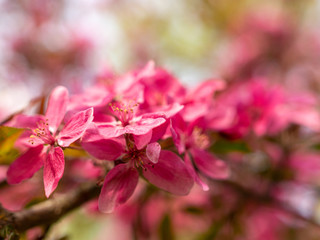 pink apple blossoms on a blurred background