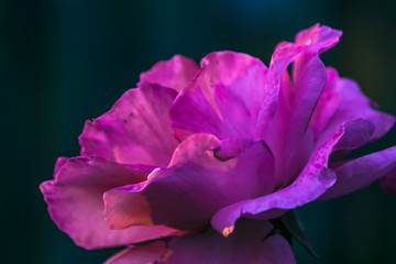 A rose beauty is like a lady, it ages and keep its beauty til the last minute